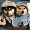 2多。