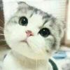 Maer_733