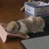 波斯猫✪ω✪