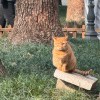 用戶頭像