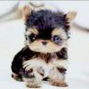Andre_4569