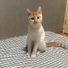 花香自来丶
