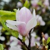 温柔的狼_4313