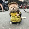 肥嘟嘟～左卫萌