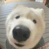 沉默总是金