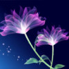紫馨花