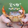 谦谦小生