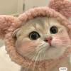 用戶頭像