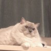 爱迪不能生