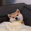 ‭‭‭‭‭僵尸会跳小芭蕾