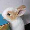 用戶頭像