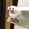 用戶頭像