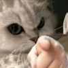 守中