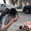 照歌