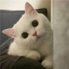 掀桌超人。