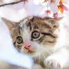 桐人 ♥亚丝娜