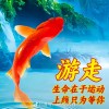 用戶頭像