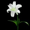 牵挂_9125