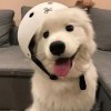 用户头像