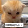只有一个ing