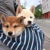 哥儿几个走着*
