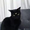紫疯子