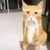 用戶頭像