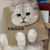 乳茶总攻