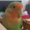 枫信连