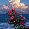Anonymous_3926