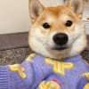 苦瓜苦心