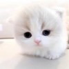 wild_2619