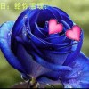 夢的翅膀受了傷