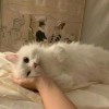狐君