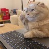 花笑"
