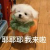 二玫