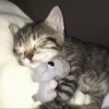 _kon_