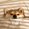 你的妹子