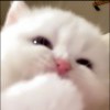 ↗‖^.^正在启动中‖^.^