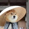 张小拽