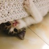 蜜豆儿_804