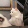 被圈禁在梦の乙女