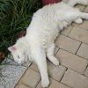 Small_tail