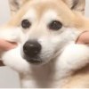 用戶頭像