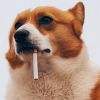 景世渊