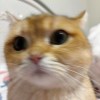 因思切已戒