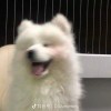 没有情话