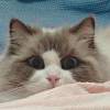 ◆◇离殇丶 似水流年飞逝