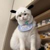 用戶頭像