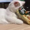 だ慾-殤だ。红尘